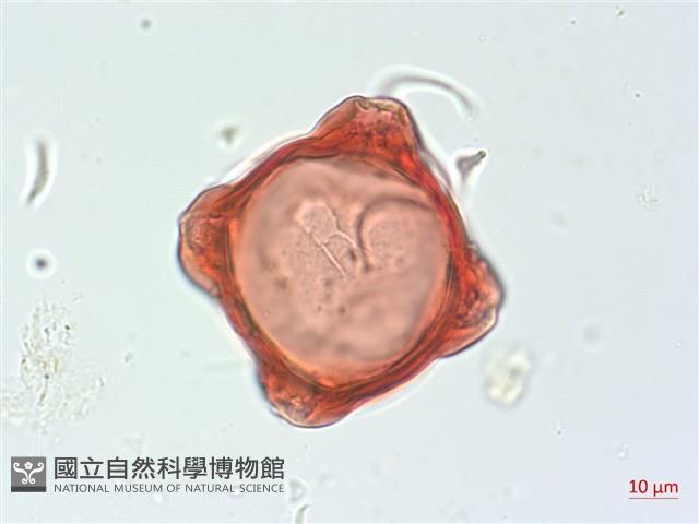 合歡柳葉菜藏品圖，第2張
