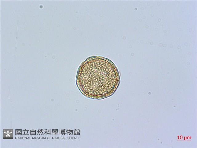 三脈種阜草藏品圖，第3張