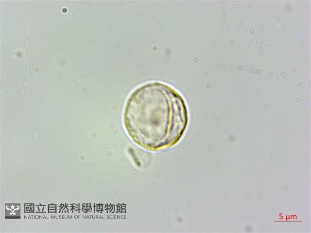 小葉石薯藏品圖，第2張