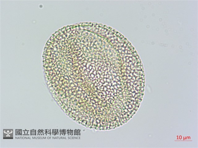 苦瓜藏品圖，第3張