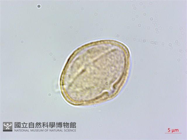 北柴胡藏品圖，第2張