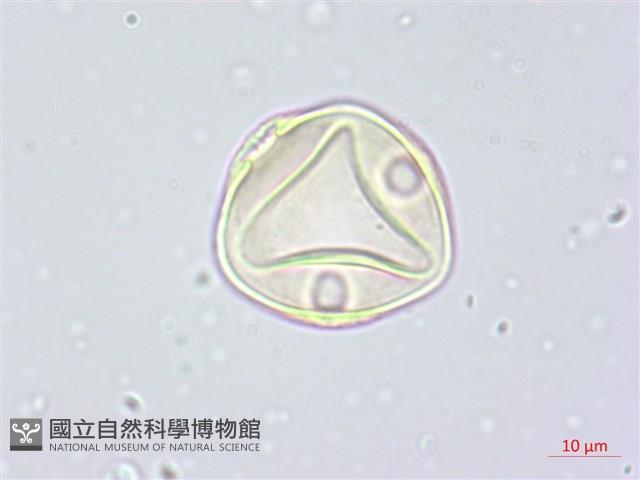 阿里山水晶蘭藏品圖，第2張