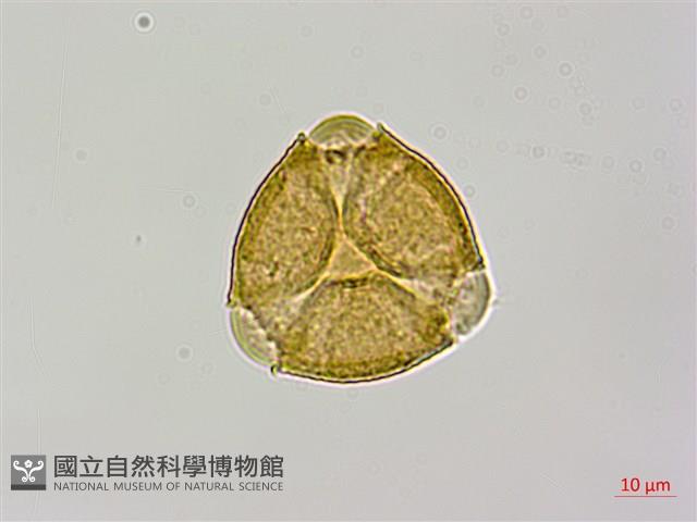 紅皮、葉下白、赤仔尾藏品圖，第3張