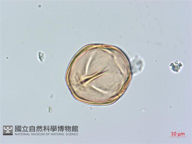 山柿, 山豆柿藏品圖，第3張