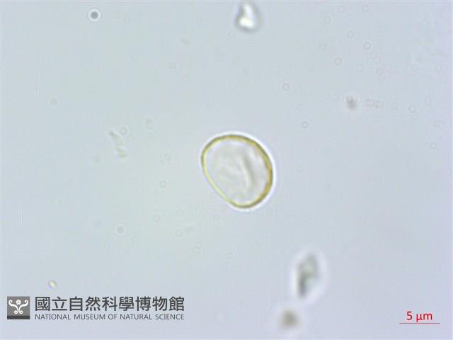 盤托樓梯草藏品圖，第2張