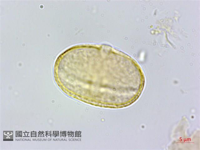 玉山茴香藏品圖，第3張