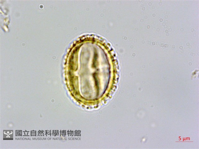 臺灣蝴蝶戲珠花、臺灣蝴蝶花藏品圖，第2張