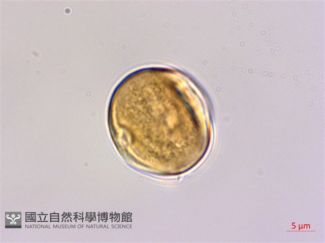 臺灣黃鱔藤藏品圖，第2張