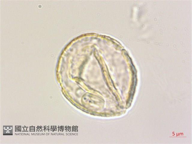 列當藏品圖，第3張