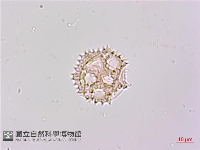 登錄號:S148224藏品圖，第2張