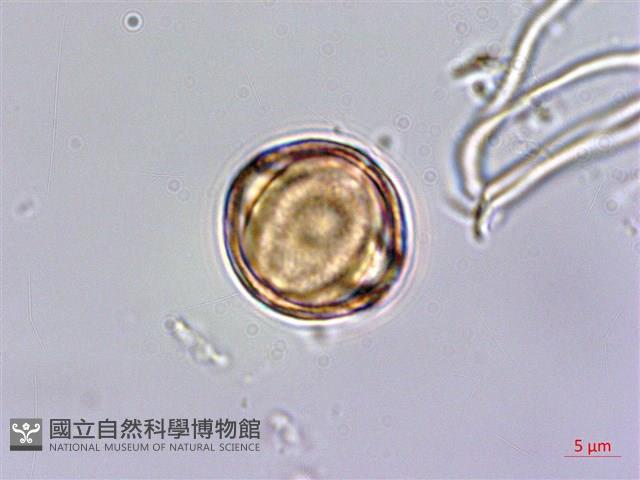 紅子佛甲草藏品圖，第3張