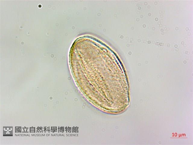 台灣香科科藏品圖，第2張