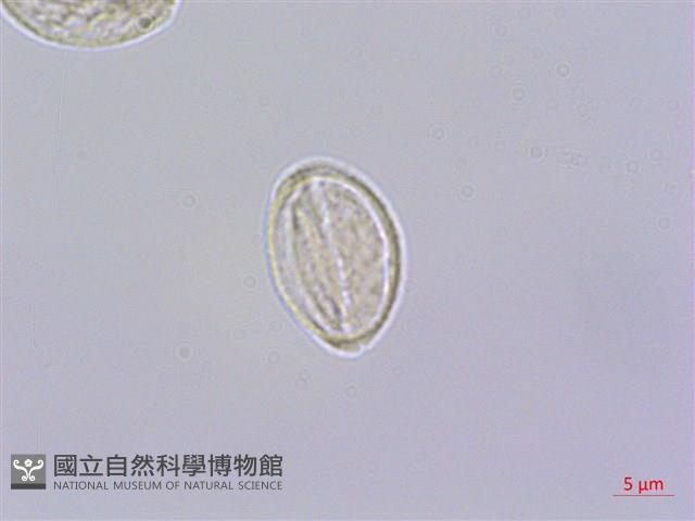 糯米團藏品圖，第2張