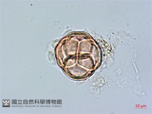 登錄號:S148254藏品圖，第3張