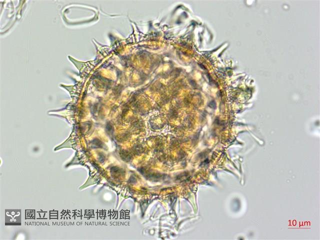 番仔藤藏品圖，第3張