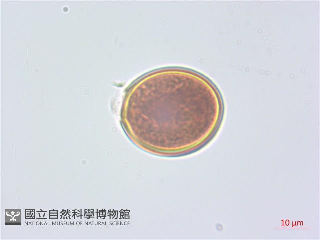 水晶蘭藏品圖，第2張