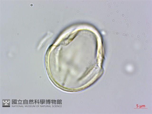 菽草藏品圖，第2張