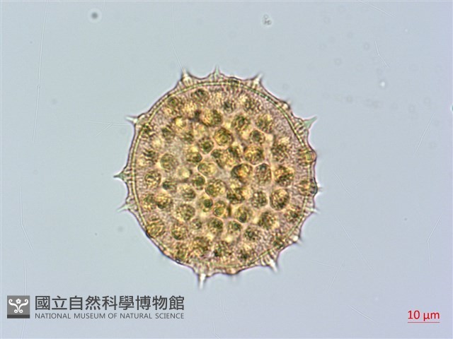 莔麻藏品圖，第2張