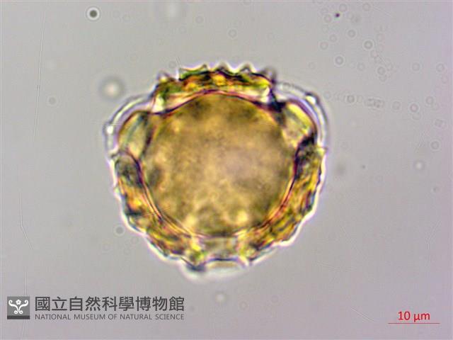 高山青木香、腺毛青木香藏品圖，第3張