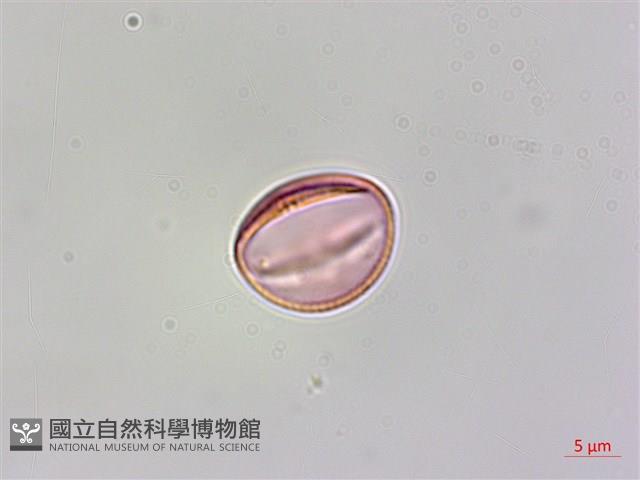 蘭嶼山柑藏品圖，第3張