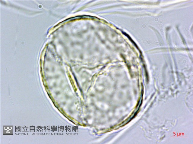 球果紫菫藏品圖，第2張