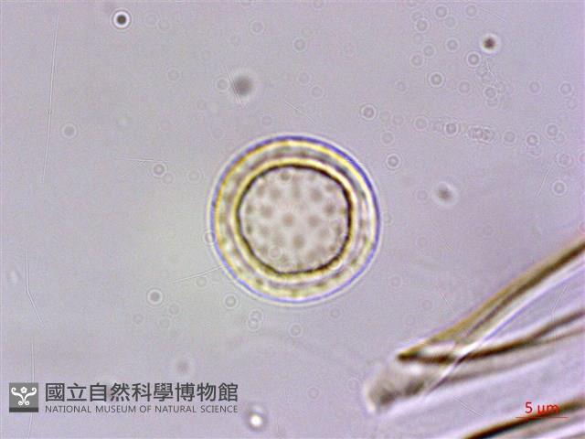 長尾葉南天星 Collection Image, Figure 2, Total 3 Figures