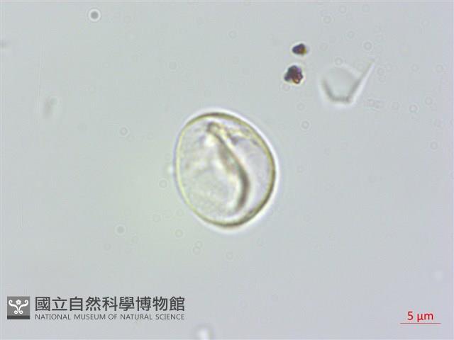 長葉苧麻、柄果苧麻藏品圖，第2張
