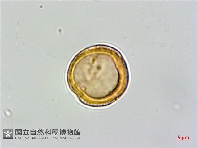 巴氏鐵線蓮藏品圖，第2張