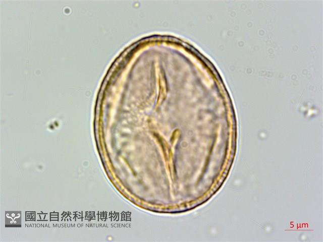 Dickson ehretia Collection Image, Figure 2, Total 5 Figures