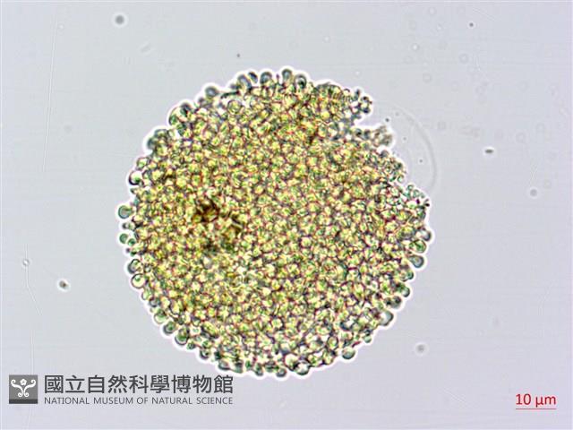 牻牛兒苗藏品圖，第2張