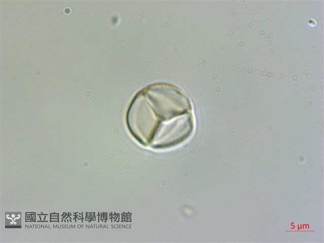 含羞草藏品圖，第2張