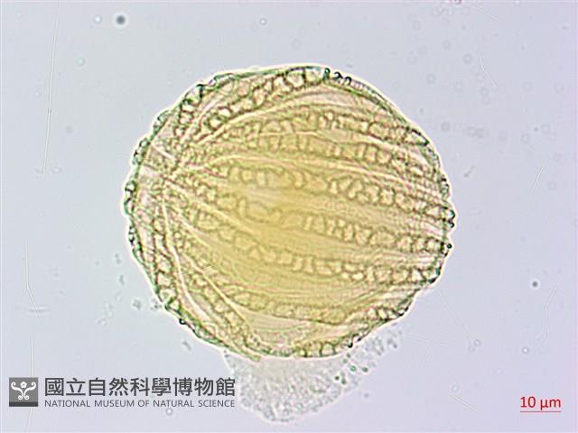 曲莖馬藍藏品圖，第3張