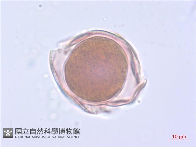 玉山小米草藏品圖，第2張