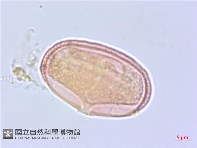 濱防風藏品圖，第2張