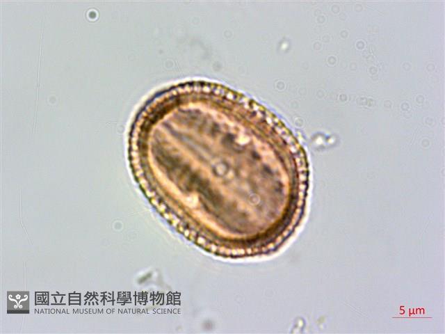 臺灣鱗球花藏品圖，第3張