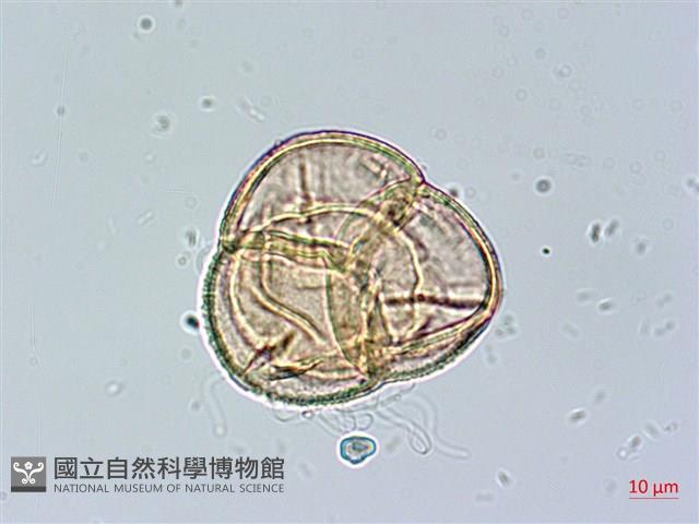 登錄號:S148229藏品圖，第3張
