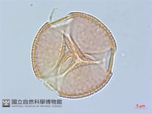 青楓藏品圖，第3張