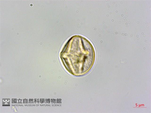 臺灣格柃藏品圖，第2張