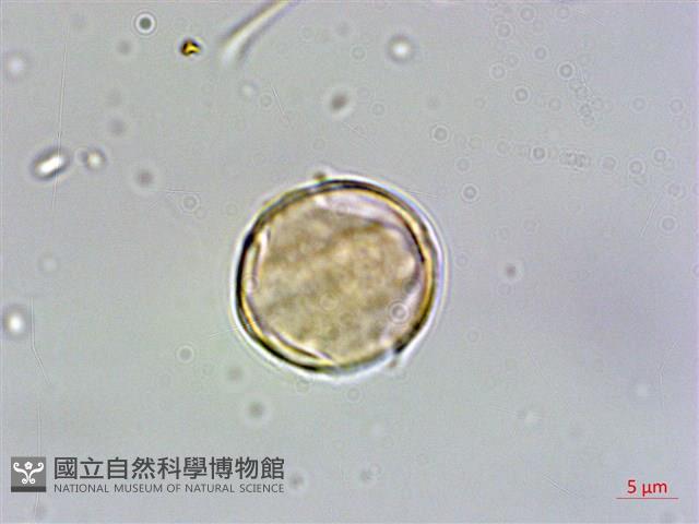 台灣佛甲草、石板菜藏品圖，第3張