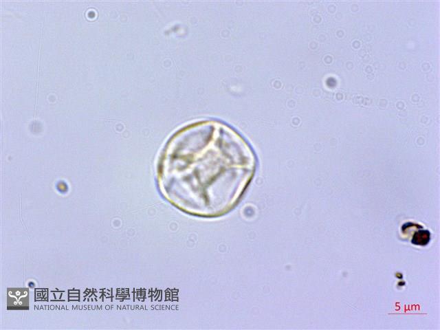 毛花點草藏品圖，第2張