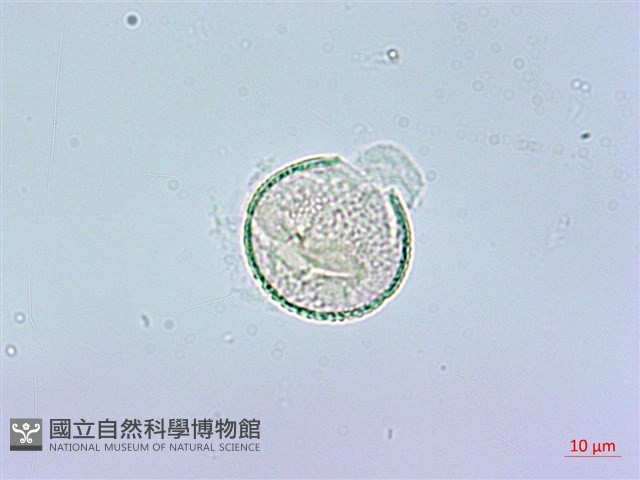 登錄號:S012929藏品圖，第3張