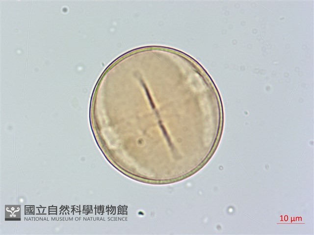 黃心柿藏品圖，第3張