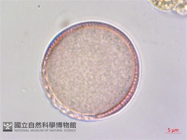 夏菫藏品圖，第2張