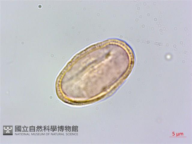 玉山彎柱芎藏品圖，第2張