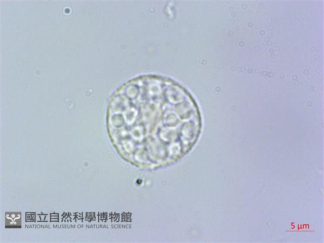 阿里山赤車使者藏品圖，第2張