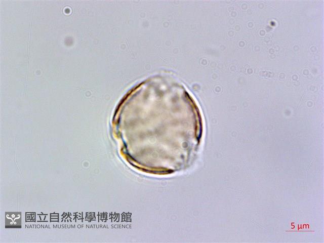 台灣佛甲草、石板菜藏品圖，第3張