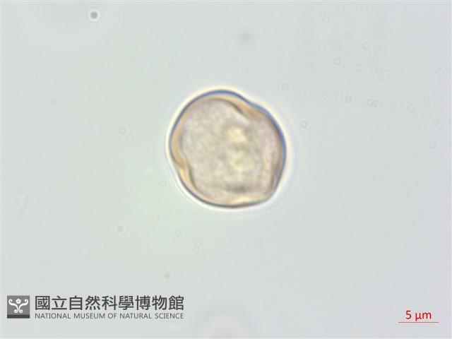 厚葉柃木藏品圖，第2張