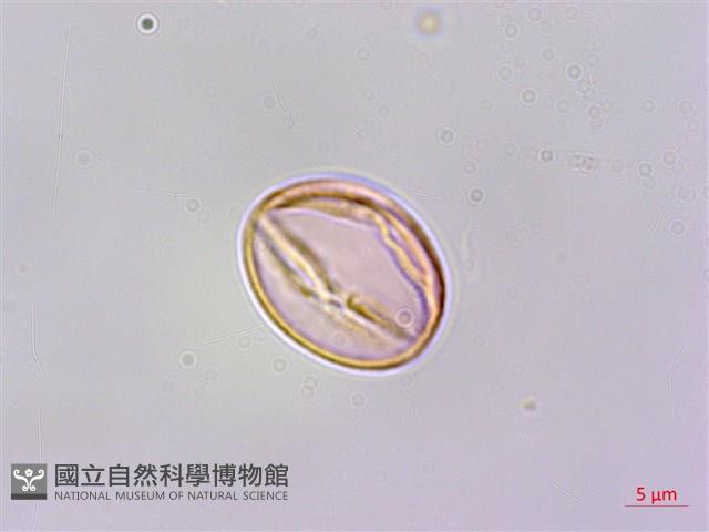 凹葉柃木、濱柃木、翠米茶藏品圖，第2張