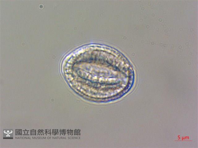 威靈仙藏品圖，第3張