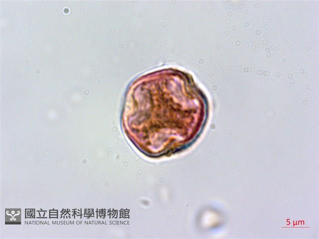 蘭嶼虎皮楠藏品圖，第2張